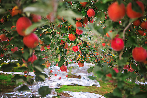 포토 JPG 주간 과일 사람없음 야외 사과 과수원 사과나무 사과농장 국내포토 자연요소 나무 농업 농장 파일형식