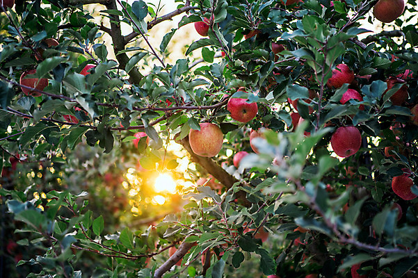 포토 JPG 주간 과일 사람없음 야외 빛 사과 과수원 사과나무 사과농장 국내포토 자연요소 나무 농업 농장 파일형식
