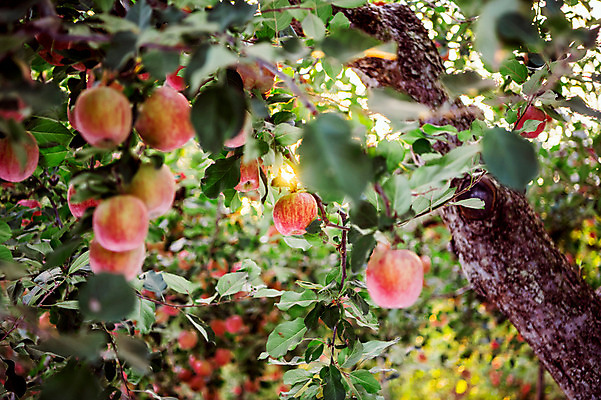 포토 JPG 주간 과일 사람없음 야외 사과 과수원 사과나무 사과농장 국내포토 자연요소 나무 농업 농장 파일형식