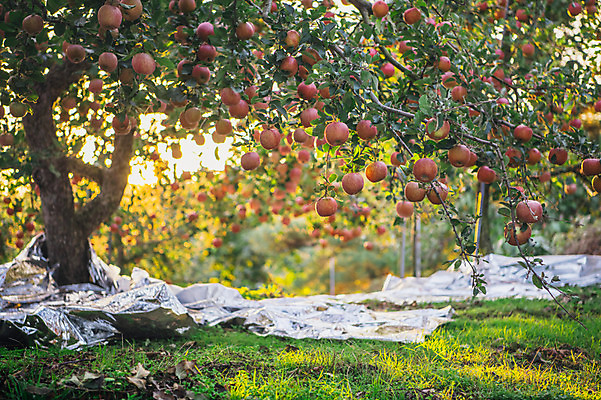 포토 JPG 주간 과일 사람없음 야외 사과 과수원 사과나무 사과농장 국내포토 자연요소 나무 농업 농장 파일형식