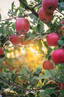 포토 JPG 주간 과일 사람없음 야외 빛 사과 과수원 사과나무 사과농장 국내포토 자연요소 나무 농업 농장 파일형식