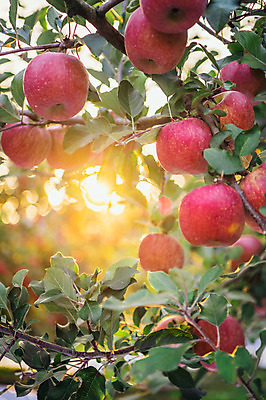 포토 JPG 주간 과일 사람없음 야외 빛 사과 과수원 사과나무 사과농장 국내포토 자연요소 나무 농업 농장 파일형식