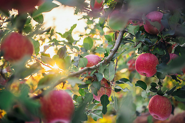 포토 JPG 주간 과일 사람없음 야외 사과 과수원 사과나무 사과농장 국내포토 자연요소 나무 농업 농장 파일형식