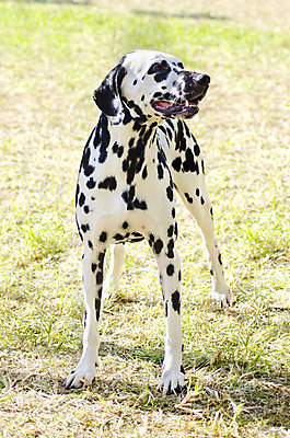 포토 JPG 해외이미지 동물 응시 공원 장난 포유류 불 털 건강 서기 경비 잔디 사람없음 야외 반려동물 달리기 걷기 믿음 검은색 가축 힘 활발 코트 흰색 표현 점 개 근육질 보호자 송곳니 경보 기르기 달마시안 동반자 복종 신앙심 유래 지능 충실 힘찬 해외202004 해외포토 자연요소 식물 시선 공공시설 감정 컬러 컨셉 모션 근육 안전 외투 치아 보호 몸매 돌봄 파일형식 이미지허브