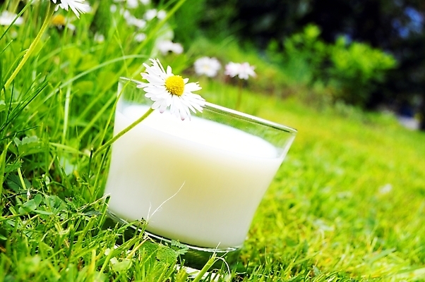 포토 JPG 해외이미지 꽃 음료 음식 컨셉 유리 사람없음 여름 정원 봄 우유 신선 데이지 카피스페이스 해외202004 해외포토 식물 계절 재질 유제품 공백 파일형식 이미지허브