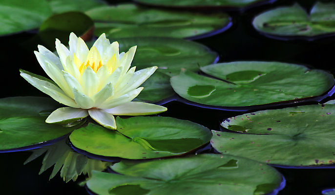 포토 JPG 해외이미지 식물 꽃 종교 꽃다발 백그라운드 잎 꽃무늬 밭 농업 자연 새로움 사람없음 장식 초록색 물 여름 컬러풀 반사 정원 성장 벚꽃 나뭇가지 연못 신선 화려 개화 허브 해외202004 해외포토 자연요소 나무 계절 산업 컬러 컨셉 무늬 생태계 파일형식 이미지허브