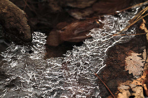 포토 JPG 해외이미지 식물 계절 백그라운드 잎 겨울 패턴 자연 날씨 추상 사람없음 야외 빨간색 물 냉동 얼음 어둠 추위 흰색 닫기 숲 시원함 서리 내추럴 해외202004 해외포토 자연요소 컬러 무늬 모션 생태계 파일형식 이미지허브