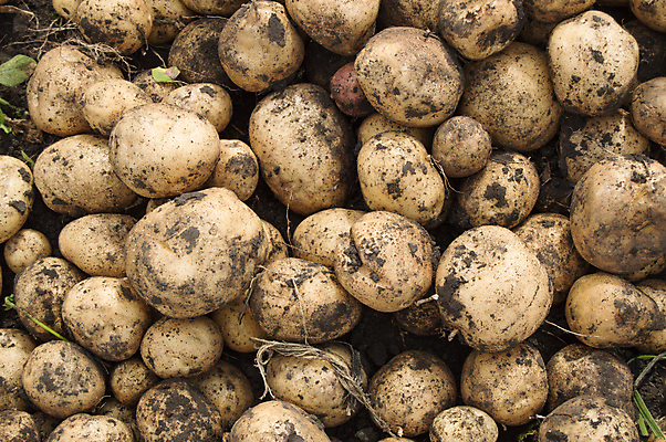 포토 JPG 해외이미지 식물 전통 접시 음식 백그라운드 밭 농업 채소 자연 감자 건강 풍경 사람없음 야외 초록색 여름 농작물 농장 농경지 갈색 정원 흙 수확 성장 시골 신선 닫기 땅 수집 유기농 기회 날것 뿌리 먼지 장면 제비 구성 숙성 줄서기 해외202004 해외포토 식기 웰빙 계절 산업 컬러 모션 조류 생태계 파일형식 이미지허브