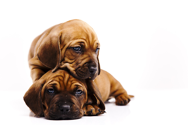 포토 JPG 해외이미지 반려견 새끼 엎드리기 두마리 실내 사람없음 반려동물 귀여움 기댐 강아지 닥스훈트 흰배경 해외202004 해외포토 동물 백그라운드 컨셉 2 모션 내부 흰색 개 파일형식 이미지허브