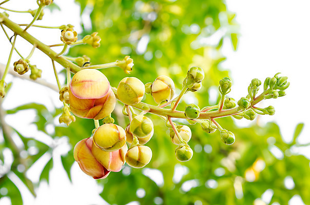 포토 JPG 해외이미지 나무 식물 공원 꽃 분홍색 꽃무늬 공 자연 사람없음 빨간색 정원 신선 대포 해외202004 해외포토 공공시설 무기 컬러 무늬 생태계 파일형식 이미지허브
