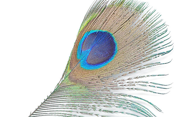 포토 JPG 해외이미지 동물 디자인 야생동물 백그라운드 패턴 자연 조류 추상 사람없음 초록색 파란색 컬러풀 흰색 우아함 공작 깃털 질감 꼬리 솜털 고립 이국적 해외202004 해외포토 컬러 컨셉 무늬 생태계 파일형식 이미지허브