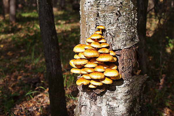 포토 JPG 해외이미지 나무 식물 음식 자연 사람없음 야외 가로 초록색 햇빛 노란색 맑음 버섯 가을 숲 곰팡이 줄서기 많음 해외202004 해외포토 계절 컬러 컨셉 모션 날씨 태양 생태계 파일형식 이미지허브