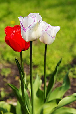 포토 JPG 해외이미지 나무 계절 꽃잎 꽃 줄기 백그라운드 잎 자연 새로움 3 사람없음 빨간색 세로 초록색 정원 봄 튤립 벚꽃 흰색 신선 그룹 닫기 심볼 보케 진홍색 내추럴 심기 해외202004 해외포토 식물 컬러 컨셉 모션 생태계 파일형식 이미지허브