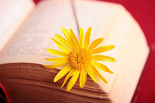 포토 JPG 해외이미지 꽃 종이 탁자 사람없음 목재 책 갈색 노란색 우주 다이어리 성경 골동품 덮개 중세 오브젝트 질감 과거 구식 북마크 옛날 해외202004 해외포토 나무 식물 컬러 가구 컨셉 재료 종교용품 사무용품 뚜껑 역사 파일형식 이미지허브