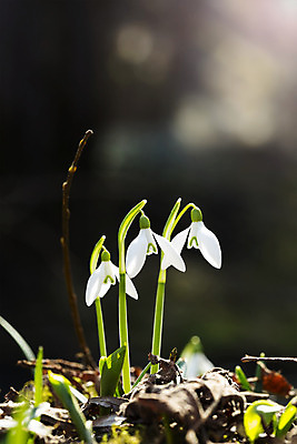 포토 JPG 해외이미지 꽃 잎 사람없음 아웃포커스 스노드롭 해외202004 해외포토 식물 촬영기법 파일형식 이미지허브