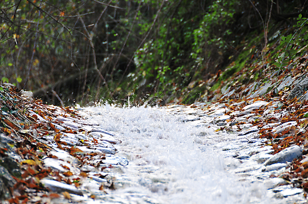 포토 JPG 해외이미지 자연 이끼 풍경 사람없음 야외 가로 초록색 강 컬러풀 이탈리아 개울 숲 웅장함 해외202004 해외포토 유럽 컬러 생태계 파일형식 이미지허브