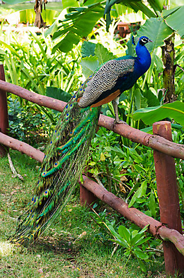포토 JPG 해외이미지 동물 남자 야생동물 백그라운드 패턴 자연 조류 기술 사람없음 가로 초록색 파란색 컬러풀 머리 활발 우아함 공작 전시회 깃털 꼬리 부리 목 보여주기 꿩 수탉 멀티 웅장함 터키석 해외202004 해외포토 컬러 컨셉 무늬 모션 사람 신체부위 전시 닭 보석 수컷 생태계 파일형식 이미지허브