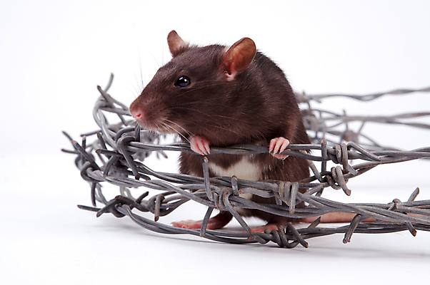 포토 JPG 해외이미지 동물 응시 포유류 수염 털 사람없음 반려동물 갈색 금속 회색 흰색 쥐 설치류 수줍음 심볼 호기심 흰배경 코 꼬리 귀 솜털 고립 해외202004 해외포토 시선 감정 컬러 백그라운드 컨셉 재질 신체부위 파일형식 이미지허브