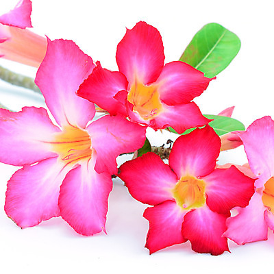 포토 JPG 해외이미지 나무 식물 꽃잎 꽃 줄기 분홍색 꽃다발 백그라운드 잎 꽃무늬 자연 건강 동양인 사람없음 빨간색 초록색 여름 컬러풀 햇빛 화목 사막 벚꽃 신선 개화 유기농 원예 생물학 내추럴 카피스페이스 해외202004 해외포토 웰빙 계절 교육 컬러 컨셉 무늬 인종 취미 태양 공백 생태계 파일형식 이미지허브