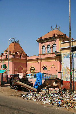 포토 JPG 해외이미지 동물 라이프스타일 다이어트 거리 사람없음 사회 소 쓰레기 폐기물 가난 땅 인도인 먹기 학대 신성 문제 리빙 나쁜 개발 해외202004 해외포토 외국인 컨셉 포유류 모션 건강 동양인 생활 사회이슈 공동체 파일형식 이미지허브