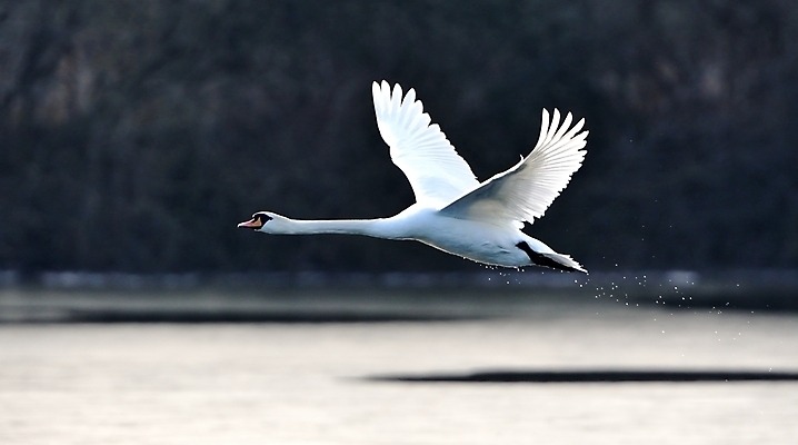 포토 JPG 해외이미지 주간 한마리 호수 사람없음 야외 백조 날갯짓 해외202004 해외포토 자연요소 1 조류 파일형식 이미지허브