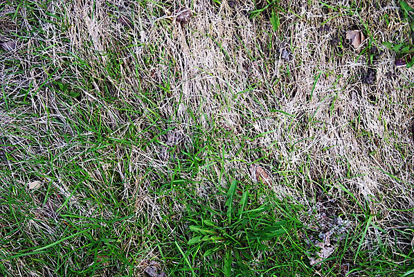 포토 JPG 해외이미지 식물 1 계절 백그라운드 잎 밭 자연 하늘 날씨 새로움 건조 풍경 잔디 사람없음 야외 초록색 여름 강 햇빛 새싹 침묵 봄 회색 신선 습지 허브 날카로움 장면 지역 천국 시트 무한 옛날 웅장함 평야 수평선 완전 해외202004 해외포토 컬러 컨셉 농업 태양 소리 생태계 파일형식 이미지허브