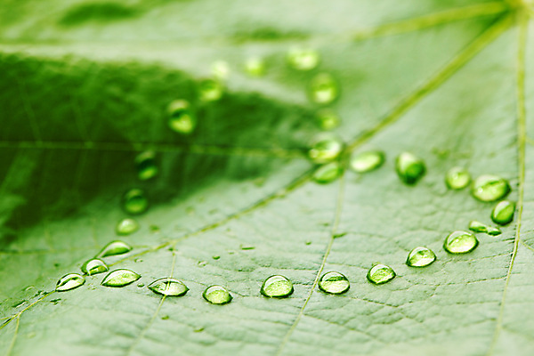 포토 JPG 해외이미지 백그라운드 컨셉 잎 사랑 근접촬영 사람없음 물방울 하트 해외202004 해외포토 모양 식물 감정 뷰포인트 파일형식 이미지허브