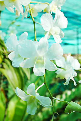 포토 JPG 해외이미지 식물 꽃 분홍색 꽃다발 백그라운드 잎 오렌지 자연 이벤트 사람없음 장식 초록색 노란색 머리 환경 정원 보라색 성장 벚꽃 흰색 나뭇가지 화려 난초 고급 우아함 보호 불기 제비꽃 오브젝트 싱글 데이지 심플 고립 부족함 해외202004 해외포토 나무 컬러 컨셉 과일 모션 신체부위 생태계 파일형식 이미지허브