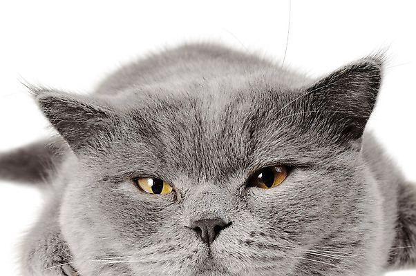 포토 JPG 해외이미지 동물 응시 백그라운드 포유류 영국 친절 수염 털 사람없음 파란색 반려동물 머리카락 회색 보행로 왼쪽 솜털 거짓말 고립 기르기 러시아인 유래 버미즈 해외202004 해외포토 서양인 시선 유럽 길 컬러 머리 고양이 방향 돌봄 파일형식 이미지허브