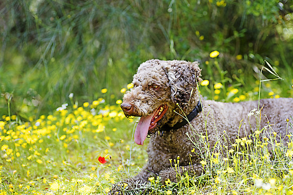 포토 JPG 해외이미지 동물 라이프스타일 공원 남자 행복 컨셉 가족 자연 놀이 사랑 미소 사람 소년 사람없음 야외 초록색 여름 반려동물 일몰 놀람 우정 산책 기쁨 도시 황금 개 리트리버 강아지 정상 래브라도리트리버 주인 기르기 돌봄 우수 유래 해외202004 해외포토 계절 공공시설 감정 어린이 컬러 포유류 관계 모션 휴식 표정 생활 친구 노을 절기 생태계 파일형식 이미지허브