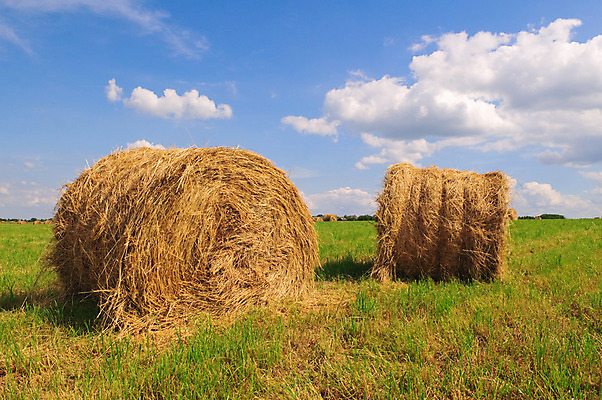 포토 JPG 해외이미지 식물 구름 계절 밭 농업 자연 하늘 풍경 사람없음 초록색 여름 파란색 농작물 햇빛 농장 농경지 쌓기 마을 환경 수확 가을 시골 원형 황금 건초더미 볏짚 농부 결합 낟알 땅 두루마리 자르기 시리얼 밀 뭉치 밀짚 밭일 호밀 해외202004 해외포토 자연요소 도형 직업 산업 음식 컬러 모션 곡류 태양 건초 짚 생태계 파일형식 더미 이미지허브