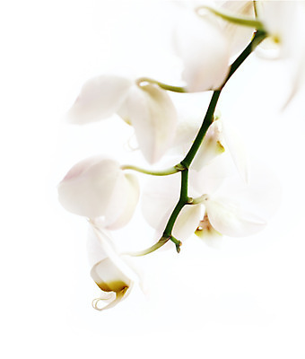 포토 JPG 해외이미지 식물 디자인 꽃잎 꽃 꽃다발 추상 선물 사랑 사람없음 야외 장식 초록색 여름 노란색 정원 봄 벚꽃 흰색 나뭇가지 난초 우아함 닫기 허브 원예 생물학 향기 호접란 향 생태학 온실 해외202004 해외포토 나무 계절 교육 감정 컬러 컨셉 무늬 모션 취미 냄새 파일형식 이미지허브