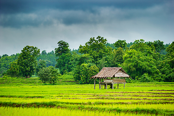 포토 JPG 해외이미지 나무 구름 계절 아시아 음식 여행 컨셉 농업 태국 자연 하늘 밥 휴가 산 풍경 사람없음 야외 건물 초록색 농장 마을 환경 어둠 회색 젖음 촉촉함 수확 성장 시골 신선 농부 오두막 언덕 유기농 시골집 흐림 산소 논밭 오존 판잣집 생존 해외202004 해외포토 자연요소 식물 직업 건축물 웰빙 나라 산업 컬러 밭 날씨 주택 논 원소 생태계 파일형식 이미지허브