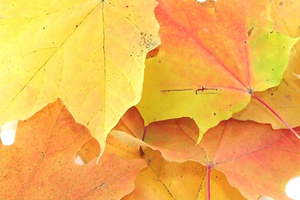 포토 JPG 해외이미지 식물 계절 백그라운드 단풍 잎 오렌지 자연 벽지 사람없음 야외 빨간색 노란색 환경 가을 변화 황금 9월 11월 묘사 10월 내추럴 강렬 옛날 해외202004 해외포토 컬러 컨셉 과일 날짜 생태계 파일형식 이미지허브