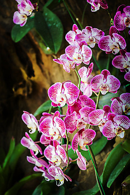 포토 JPG 해외이미지 식물 공원 꽃잎 꽃 아시아 분홍색 겨울 꽃무늬 오렌지 자연 주택 사람없음 야외 초록색 노란색 환경 정원 보라색 봄 흰색 나뭇가지 난초 호접란 나방 해외202004 해외포토 나무 계절 공공시설 나라 컬러 곤충 무늬 과일 건물 생태계 파일형식 이미지허브