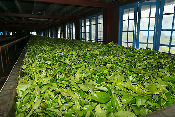 포토 JPG 해외이미지 식물 산업 아시아 음식 잎 농업 공장 자연 표면 주택 건조 실내 동양인 사람없음 건물 초록색 농작물 농장 금속 신선 업무 작업 재산 차 제조 상품 위치 산악지대 옛날 해외202004 해외포토 건축물 나라 음료 컬러 공업 재질 산 인종 내부 금융 생태계 파일형식 이미지허브