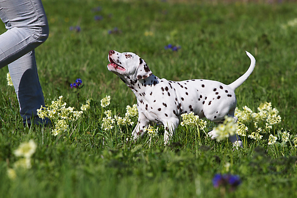 포토 JPG 해외이미지 동물 1 장난 포유류 자연 사람없음 야외 초록색 여름 반려동물 검은색 우정 흰색 점 개 강아지 달마시안 해외202004 해외포토 계절 컬러 친구 생태계 파일형식 이미지허브