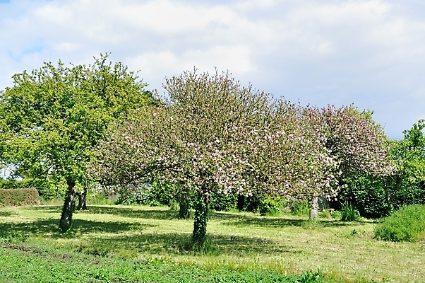 포토 JPG 해외이미지 나무 식물 계절 유럽 잎 밭 자연 사람없음 야외 목재 초록색 환경 봄 프랑스 시골 숲 생물학 삼림지대 생태학 해외202004 해외포토 교육 나라 컬러 농업 재료 생태계 파일형식 이미지허브