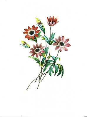 JPG 해외이미지 식물 꽃 꽃다발 일러스트 붓터치 수채화 사람없음 들꽃 그림 번짐 해외202004 해외일러스트 파일형식 효과 이미지허브