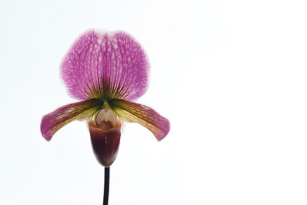 포토 JPG 해외이미지 식물 꽃잎 꽃 백그라운드 자연 슬리퍼 사람없음 야외 장식 초록색 갈색 노란색 환경 정원 봄 벚꽃 흰색 신선 난초 우아함 보호 싱글 생태계 내추럴 고립 생태학 온실 해외202004 해외포토 계절 교육 컬러 신발 컨셉 파일형식 이미지허브