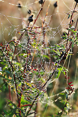 포토 JPG 해외이미지 디자인 줄 백그라운드 패턴 목걸이 자연 추상 사람없음 초록색 물 파란색 빛 웹 거품 물방울 잡기 원형 그물 실 닫기 떨어짐 이슬 연결 크리스탈 실크 거미줄 구슬 묘사 질감 다이아몬드 거미 내추럴 동물상 복잡 슬라이드 디테일 해외202004 해외포토 자연요소 도형 컬러 곤충 컨셉 무늬 인터넷 장신구 모션 조형물 직물 광석 보석 생태계 파일형식 이미지허브