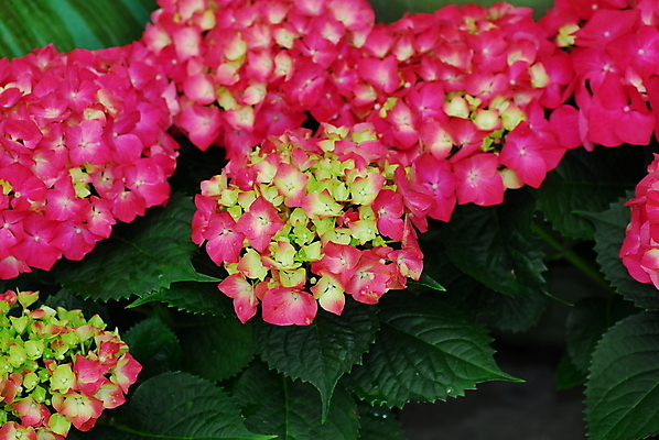 포토 JPG 해외이미지 식물 꽃 분홍색 자연 사람없음 정원 봄 원예 수국 해외202004 해외포토 계절 컬러 취미 생태계 파일형식 이미지허브