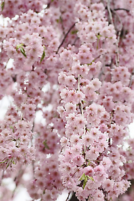 포토 JPG 해외이미지 나무 공원 꽃 아시아 분홍색 사람없음 야외 정원 일본 맑음 봄 벚꽃 체리 가득함 내추럴 해외202004 해외포토 식물 계절 공공시설 나라 컬러 과일 날씨 파일형식 이미지허브