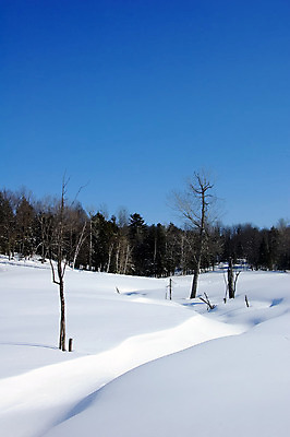 포토 JPG 해외이미지 나무 계절 겨울 자연 하늘 풍경 사람없음 파란색 추위 흰색 숲 서리 장면 눈내림 해외202004 해외포토 식물 컬러 눈_날씨 생태계 파일형식 이미지허브