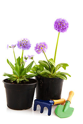 포토 JPG 해외이미지 식물 꽃 분홍색 백그라운드 자연 사람없음 세로 금속 장비 흰색 도구 업무 냄비 삽 원예 갈퀴 고립 프리뮬러 해외202004 해외포토 컬러 재질 취미 작업 솥 생태계 파일형식 이미지허브