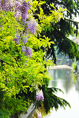 포토 JPG 해외이미지 나무 식물 사람없음 초록색 물 여름 강 봄 전나무 해외202004 해외포토 자연요소 계절 컬러 파일형식 이미지허브