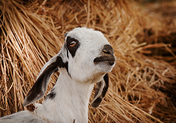 포토 JPG 해외이미지 동물 얼굴 백그라운드 겨울 염소 털 뿔 동양인 사람없음 햇빛 갈색 흰색 닫기 모피 인도인 날카로움 기르기 밭일 해외202004 해외포토 외국인 계절 컬러 포유류 모션 인종 신체부위 태양 돌봄 파일형식 이미지허브