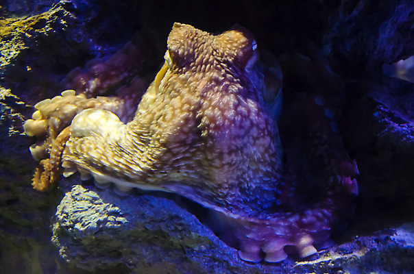 포토 JPG 해외이미지 모양 동물 캐릭터 1 전통 디자인 옷 무기 야생동물 음식 바다 백그라운드 패턴 일러스트 바지 자연 표면 연체동물 어류 사람없음 야외 장식 가로 파란색 빛 유행 수영 어둠 젖음 흰색 직물 잡기 도시 면 남색 오징어 다이빙 질감 땀 날것 캔버스 자루 문어 섬유 촉수 그런지 세피아 어려움 옛날 전문 스타일 해외202004 해외일러스트 컬러 무늬 모션 하의 무척추동물 촬영기법 수중동물 수상스포츠 생태계 수중스포츠 파일형식 이미지허브