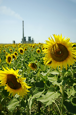 포토 JPG 해외이미지 식물 구름 계절 꽃잎 꽃 백그라운드 잎 꽃무늬 밭 농업 자연 하늘 날씨 해바라기 풍경 사람없음 야외 초록색 여름 파란색 빛 햇빛 태양 농장 노란색 맑음 일몰 봄 활발 발전소 성장 시골 땅 장면 밭일 많음 수평선 해외202004 해외포토 자연요소 산업 컬러 컨셉 무늬 노을 에너지 생태계 파일형식 이미지허브
