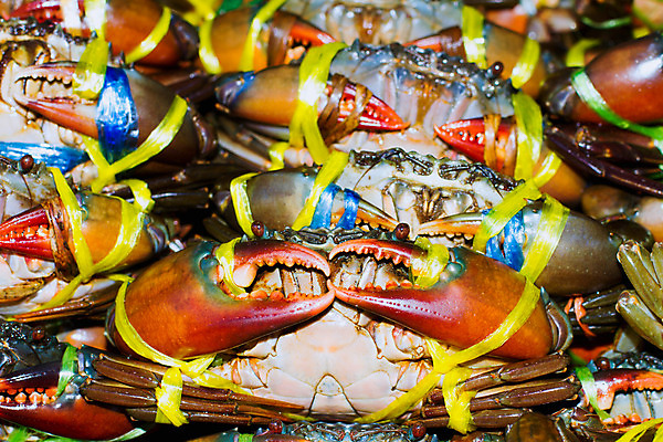 포토 JPG 해외이미지 동물 바다 백그라운드 육류 어류 풍경 사람없음 빨간색 컬러풀 파티 주방 식당 저녁식사 게 신선 시장 큼 시원함 먹기 해산물 준비 내추럴 광 식용 해외202004 해외포토 컬러 식재료 모션 갑각류 이벤트 상점 식사 수중동물 크기 파일형식 이미지허브